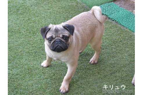 成約済の茨城県のパグ-296701の2枚目